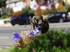 Xylocopa tabaniformis