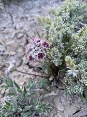 Vesper constancei