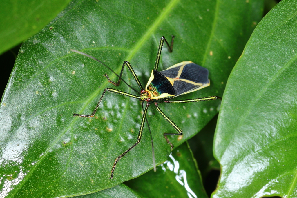 Sundarus ducalis