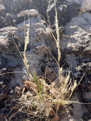 Enneapogon desvauxii