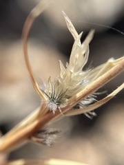 Enneapogon desvauxii