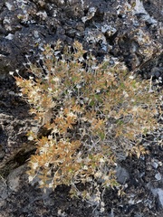 Brickellia atractyloides