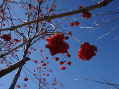 Viburnum opulus