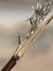 Enneapogon desvauxii