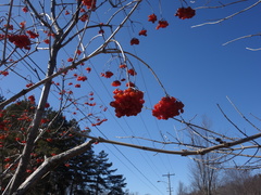Viburnum opulus
