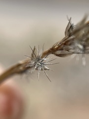 Enneapogon desvauxii