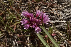 Allium parvum