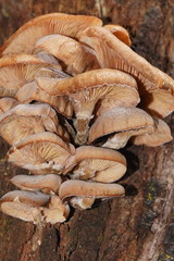 Armillaria hinnulea