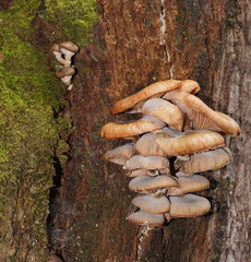 Armillaria hinnulea