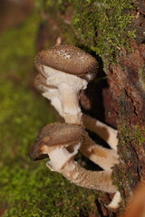 Armillaria hinnulea