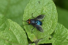 Sarconesiopsis magellanica