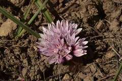 Allium parvum