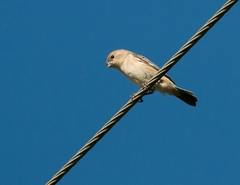 Sporophila