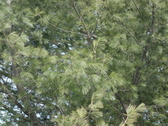 Pinus strobus