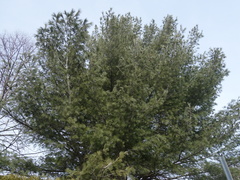Pinus strobus