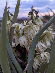 Yucca schidigera