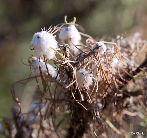 California Sagebrush winter