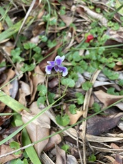 Viola banksii