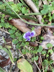 Viola banksii