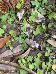 Viola banksii