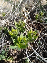 Amsonia jonesii
