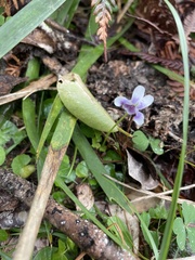 Viola banksii