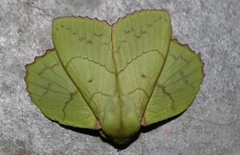 Trabala viridana