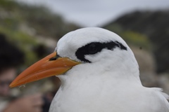 Phaethon lepturus catesbyi