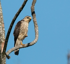 Rupornis magnirostris