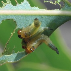 Lophyrotoma interrupta