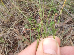Schoenus ericetorum