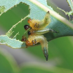 Lophyrotoma interrupta