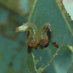 Lophyrotoma interrupta