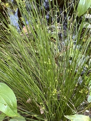 Juncus effusus solutus