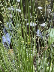 Juncus effusus solutus