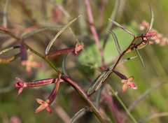 Ludwigia