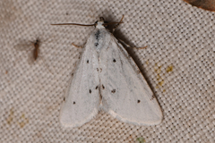 Grotellaforma lactea