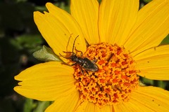 Brachysomida californica