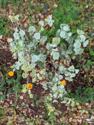 Image of Abutilon palmeri by (c) Tom and T Herman, some rights reserved (CC BY)