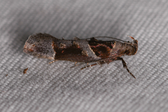Pseudochelaria scabrella