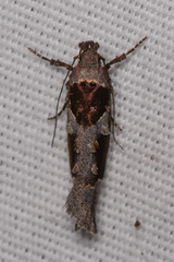 Pseudochelaria scabrella