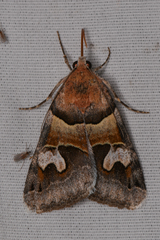 Drasteria pallescens