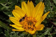 Rhynocoris ventralis