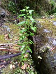 Haloragis masafuerana