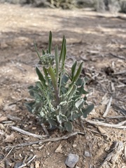 Caulanthus crassicaulis