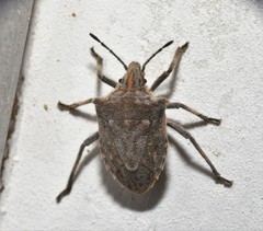 Prionosoma podopioides