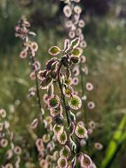 Thysanocarpus radians