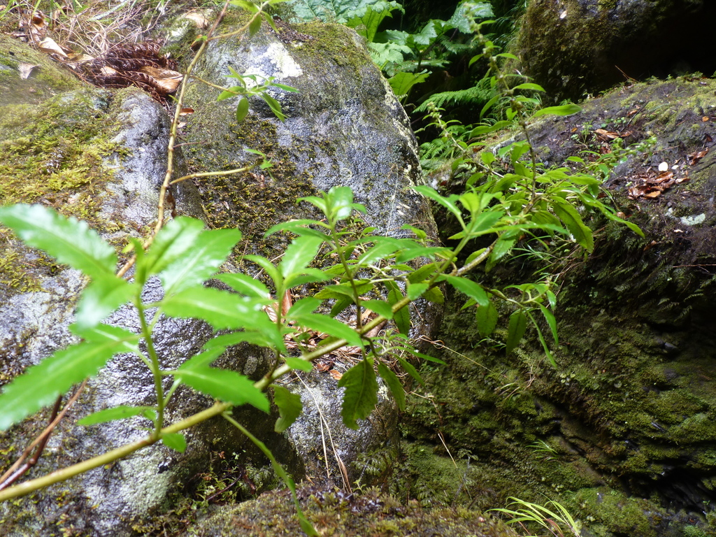 Haloragis masafuerana; photograph Patricio Novoa, CC BY, iNaturalist via GBIF