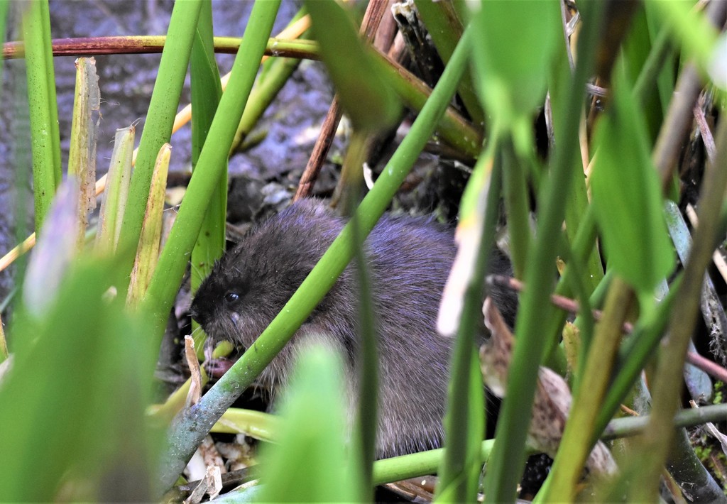 Round-tailed Muskrat (South Florida & Dry Tortugas) · iNaturalist