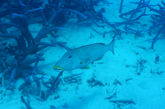 Lethrinus xanthochilus